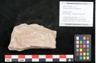 Foto (Objekt + Etikett) von Rhytisma feroniae Ettingshausen (NHMW-GEO-2024-0188-6396)
